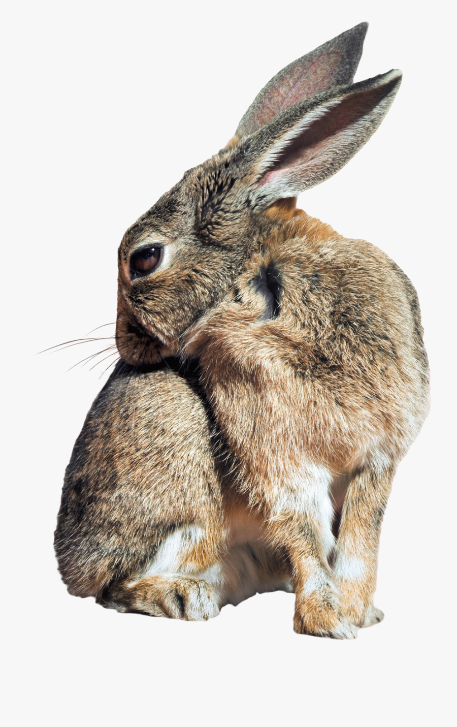 Black Tailed Jackrabbit - Wild Rabbit Transparent Background, Transparent Clipart