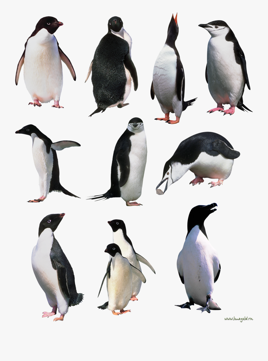 Emperor Penguin Png - Transparent Penguins, Transparent Clipart