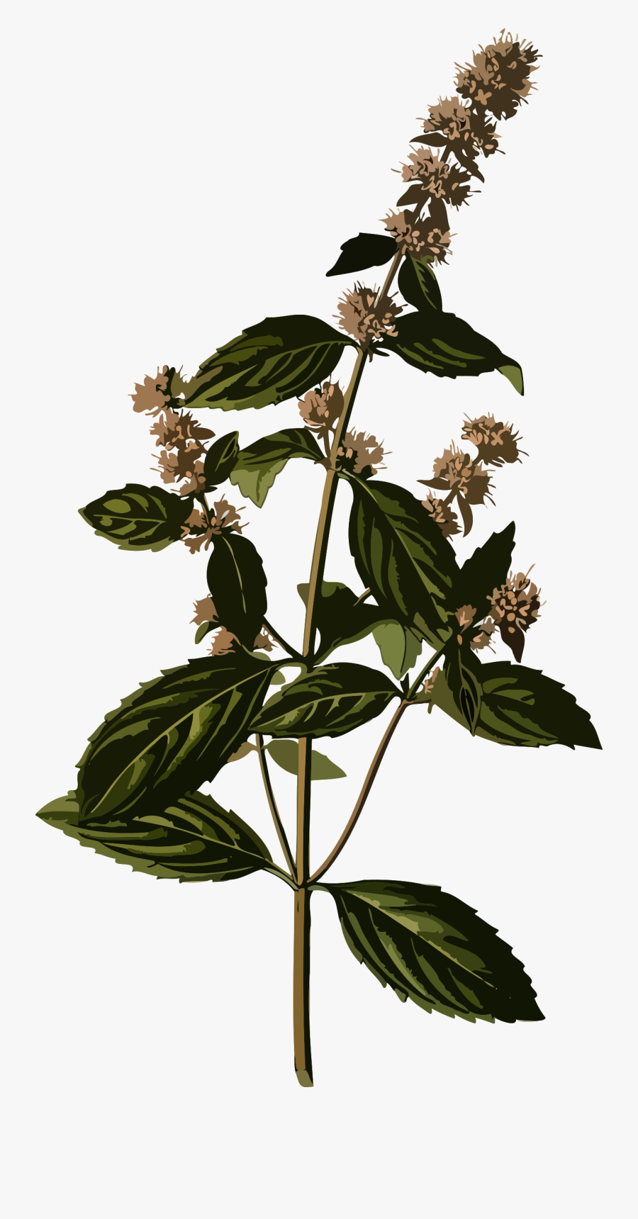 Transparent Peppermint Clipart - Peppermint Botanical Illustration, Transparent Clipart