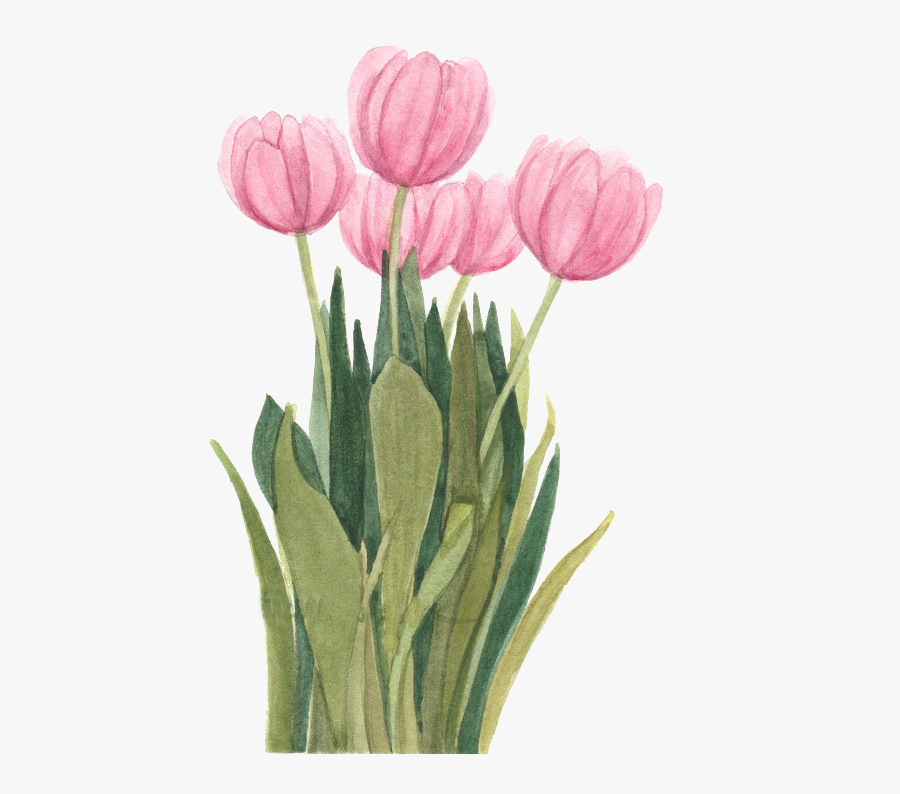 Tulip Flower Drawings Clip Art Painting - Plant With Flower Tulip Png, Transparent Clipart