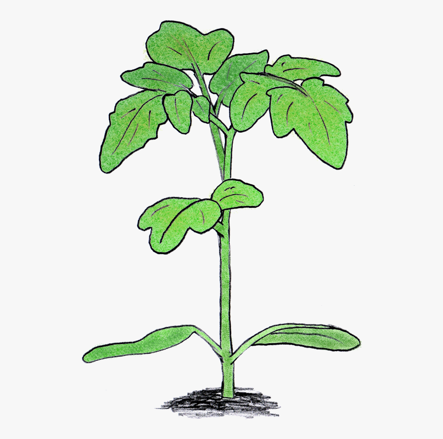 Seedling Clipart Big Plant - Tomato Plant Seedling Png, Transparent Clipart
