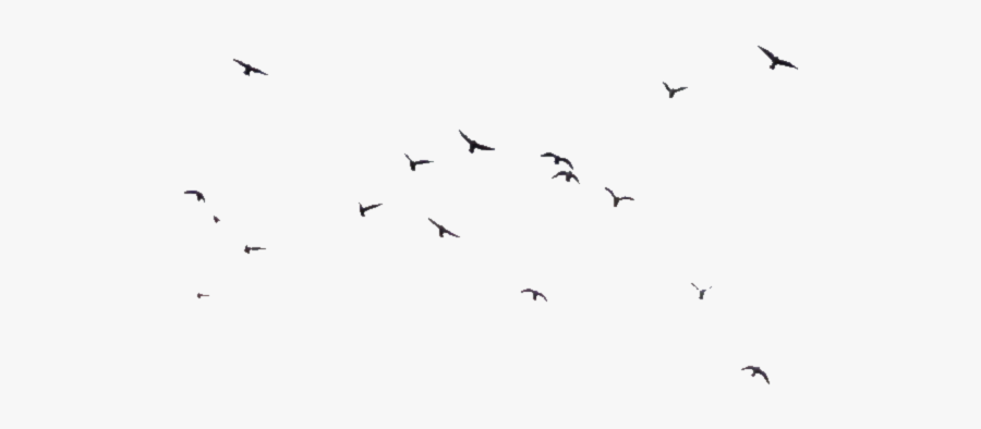 birds flying png free transparent clipart clipartkey birds flying png free transparent