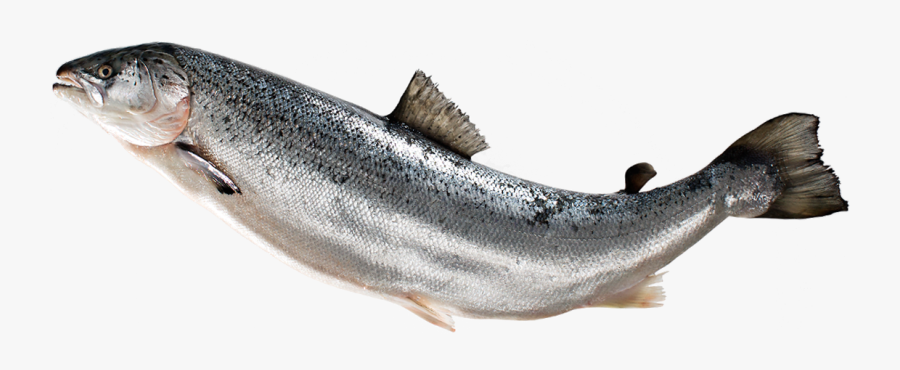 Salmon Fish Png , Free Transparent Clipart - ClipartKey