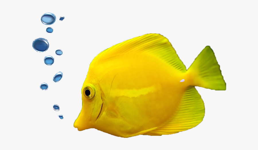 Tropical Fish Aquarium Ornamental Fish - Tropical Fish Transparent Background, Transparent Clipart