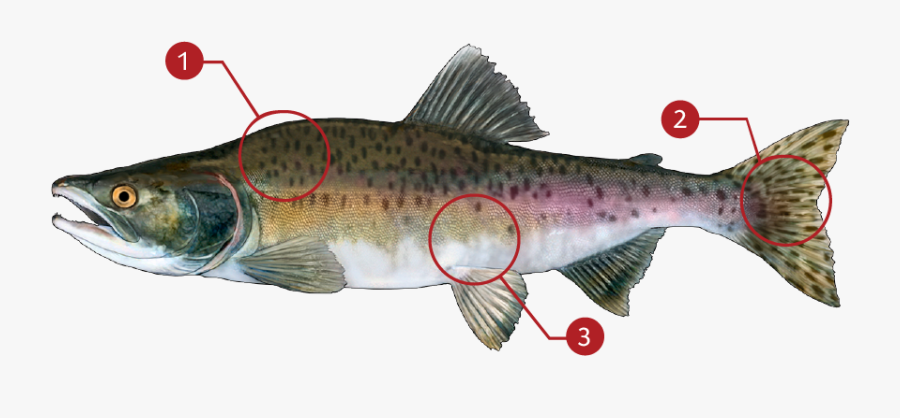 Pink Salmon Png - Coastal Cutthroat Trout, Transparent Clipart