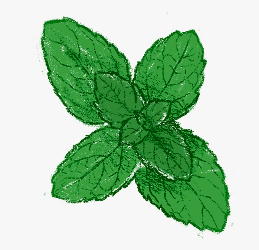 Peppermint Drawing Mint Tree - Illustration , Free Transparent Clipart