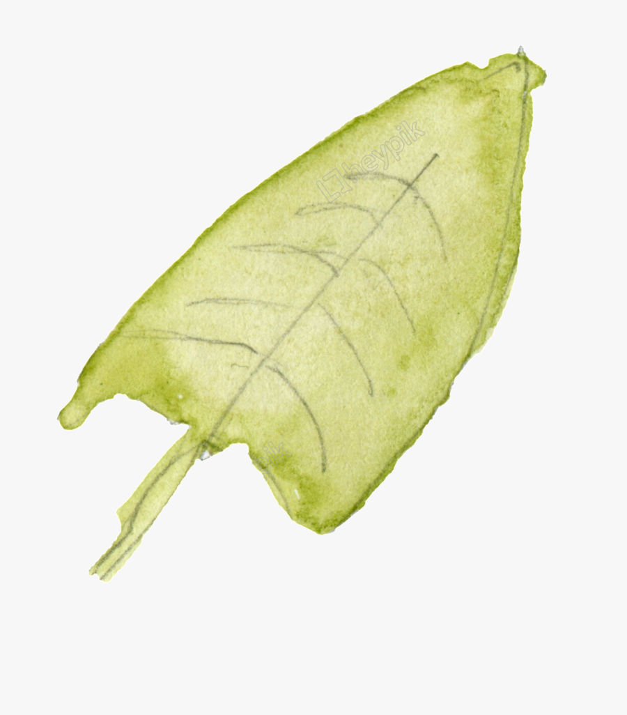 Vector Hops Leaf - Sweet Birch, Transparent Clipart