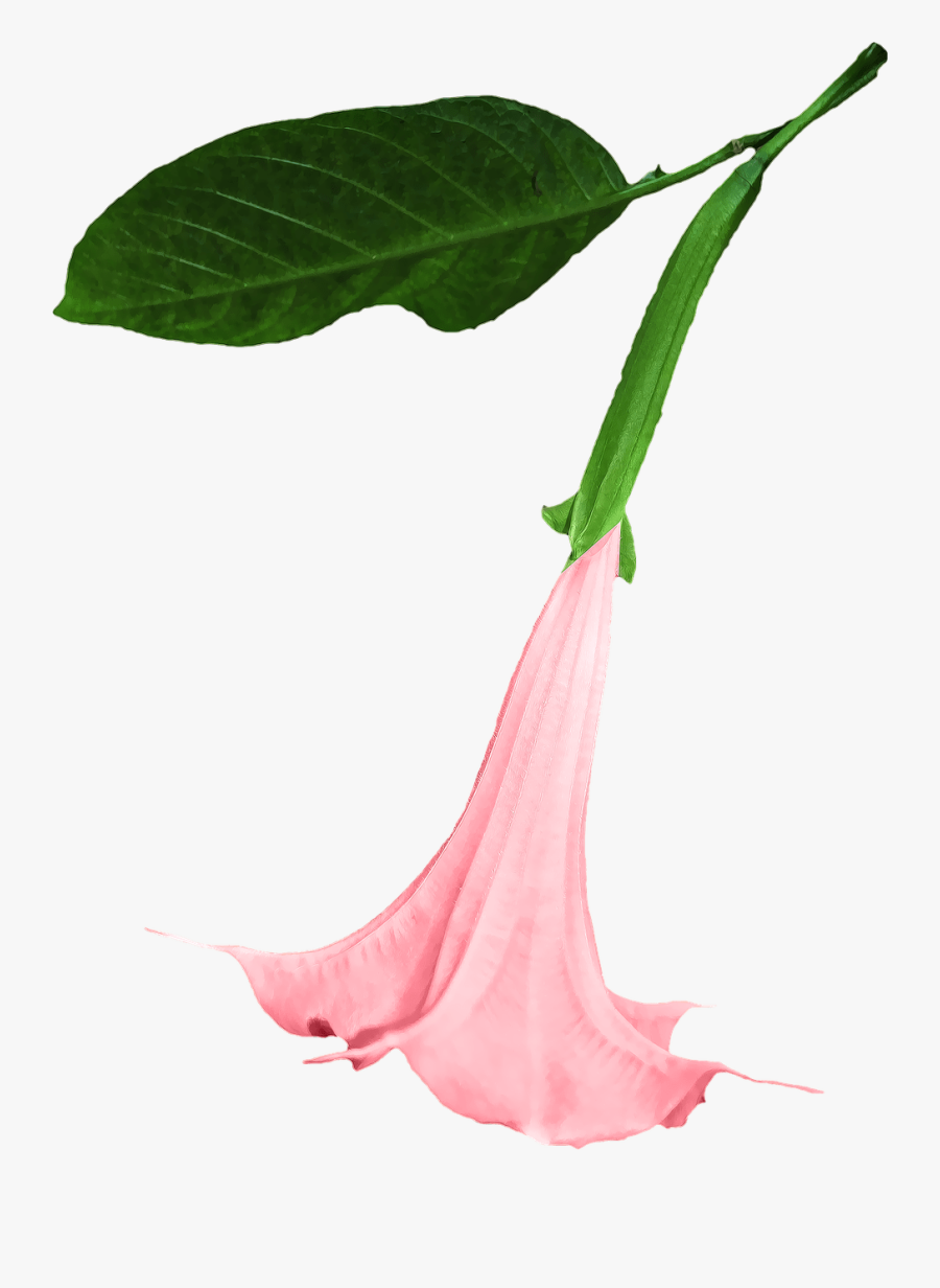 Angels Trumpet Flower Png Clipart , Png Download - Angels Trumpet Flower Png, Transparent Clipart