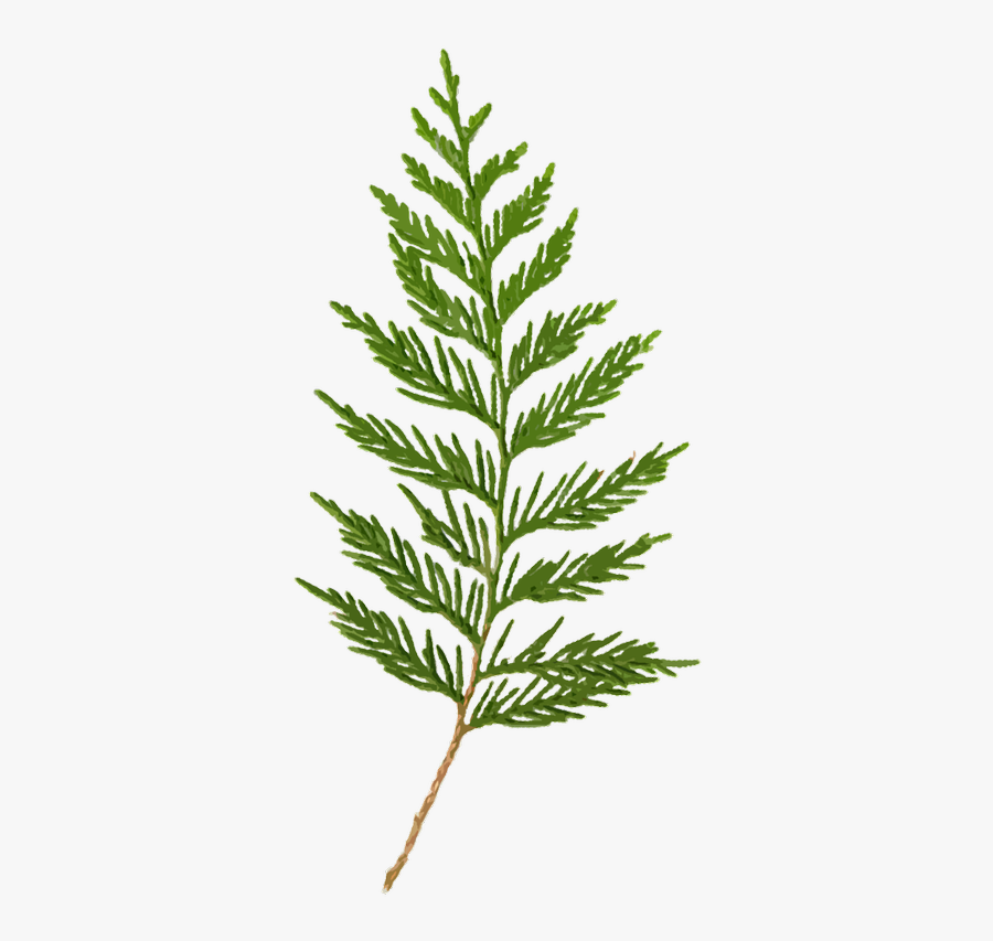 Cedar Clipart Clipart Cedar Branch Transparent Background , Free