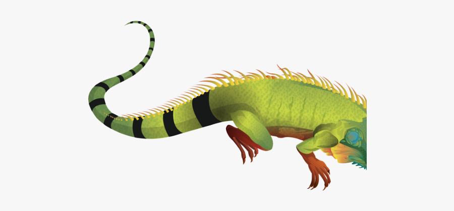 Clip Art Clipart Desert For Free - Iguana Png, Transparent Clipart