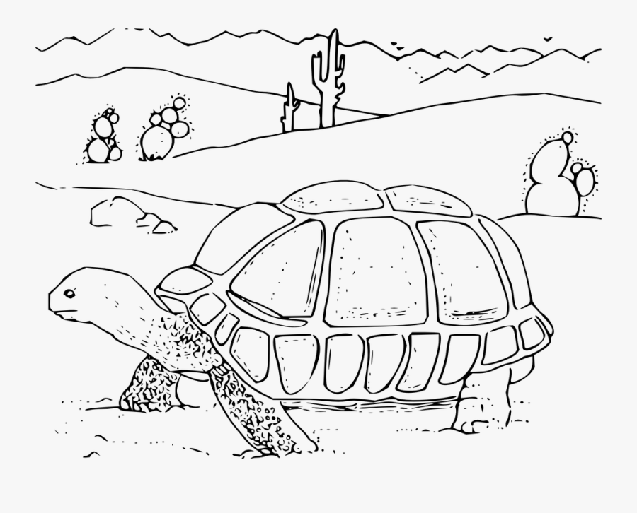 Turtle, Tortoise, Reptile - Plants And Animals Drawing, Transparent Clipart