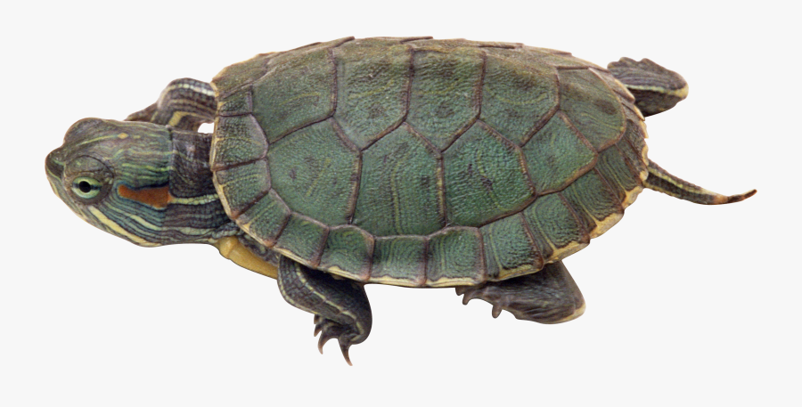 Download This High Resolution Turtle Icon Clipart - Transparent Turtle Res Baby, Transparent Clipart