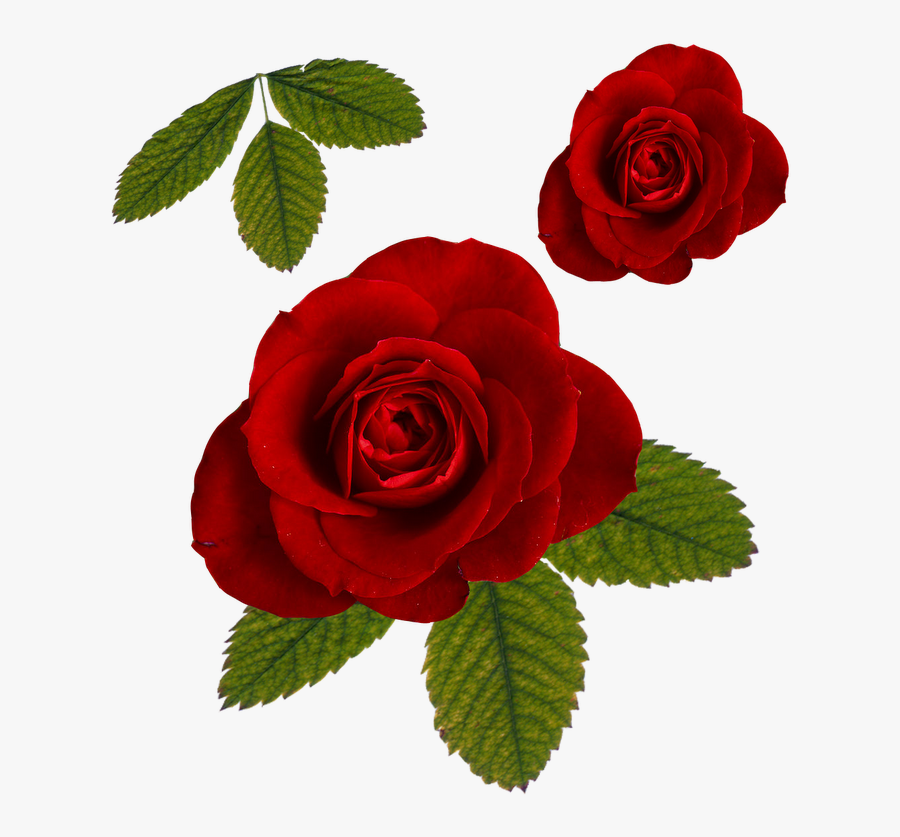 Red Rose Clipart Leaf Png - Rose With Leaf Png, Transparent Clipart