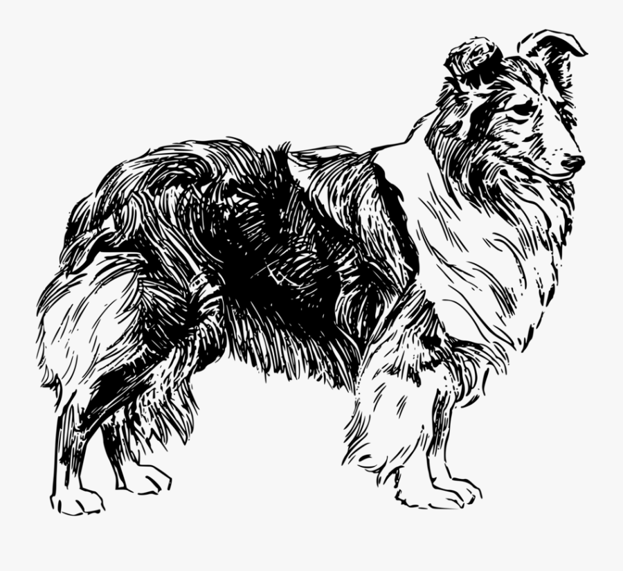 Shetland Sheepdog - Drawing Of A Sheep Dog, Transparent Clipart