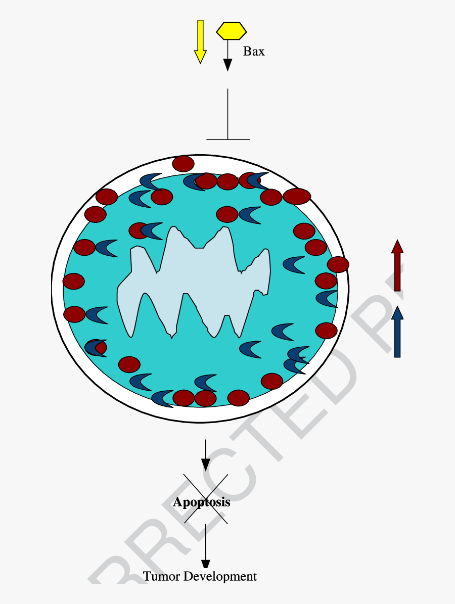 Aberrant Bax, Bcl 2 And Bcl Xl Expression In Oesophageal, Transparent Clipart