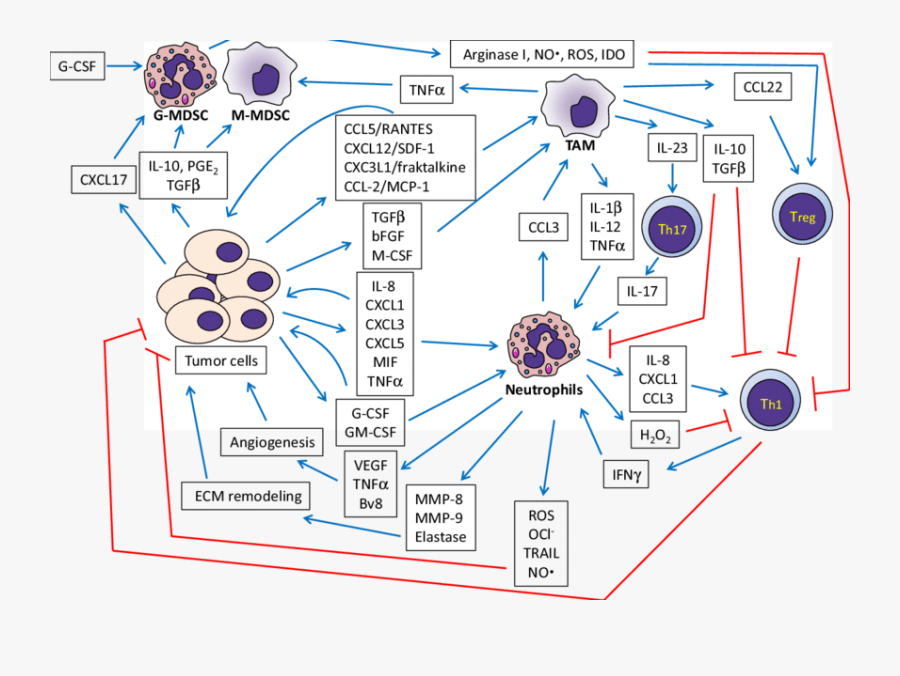 The Crosstalk Between Cancer Cells, Neutrophils And - Gm Csf Tumor Microenvironment, Transparent Clipart