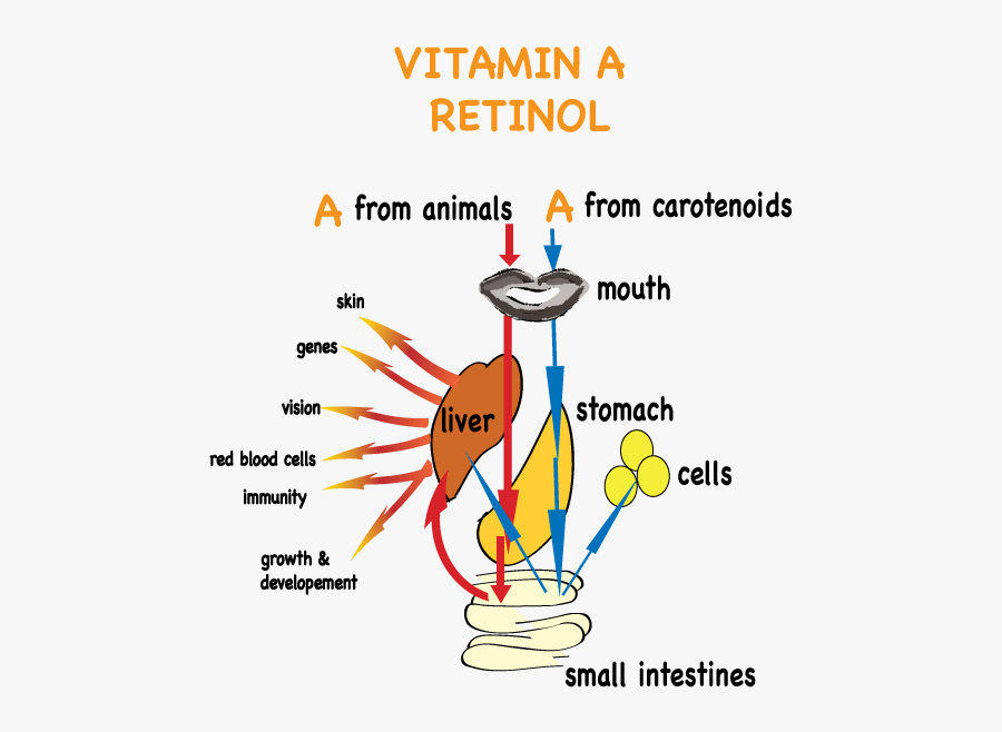 Vitamin A Journey For Web - Cartoon, Transparent Clipart