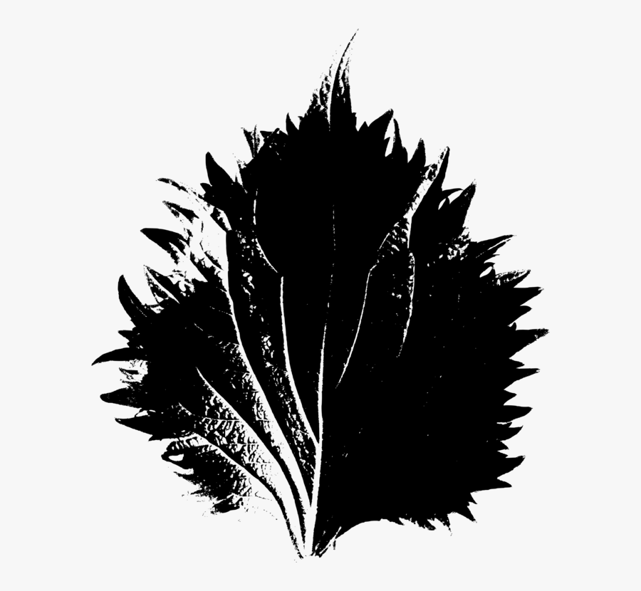 Plant,leaf,monochrome Photography - Illustration, Transparent Clipart