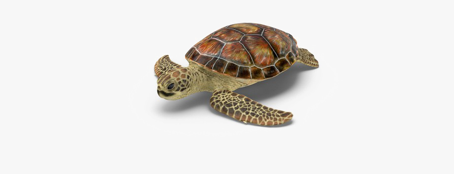 Hawksbill Sea Turtle, Transparent Clipart