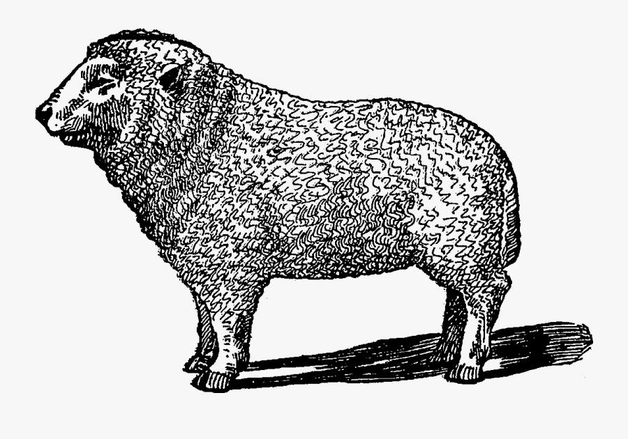 Mary Lamb Clip Art - Cattle, Transparent Clipart