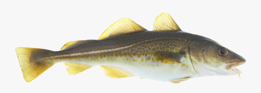 Cod Fish Norway - Does A Cod Fish Look Like, Transparent Clipart
