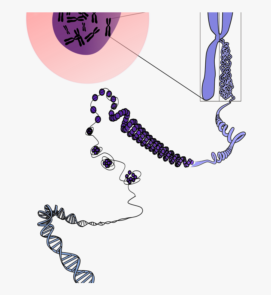Cromossomo Descondensando Svg Clip Arts - Euchromatin And Heterochromatin Diagram, Transparent Clipart