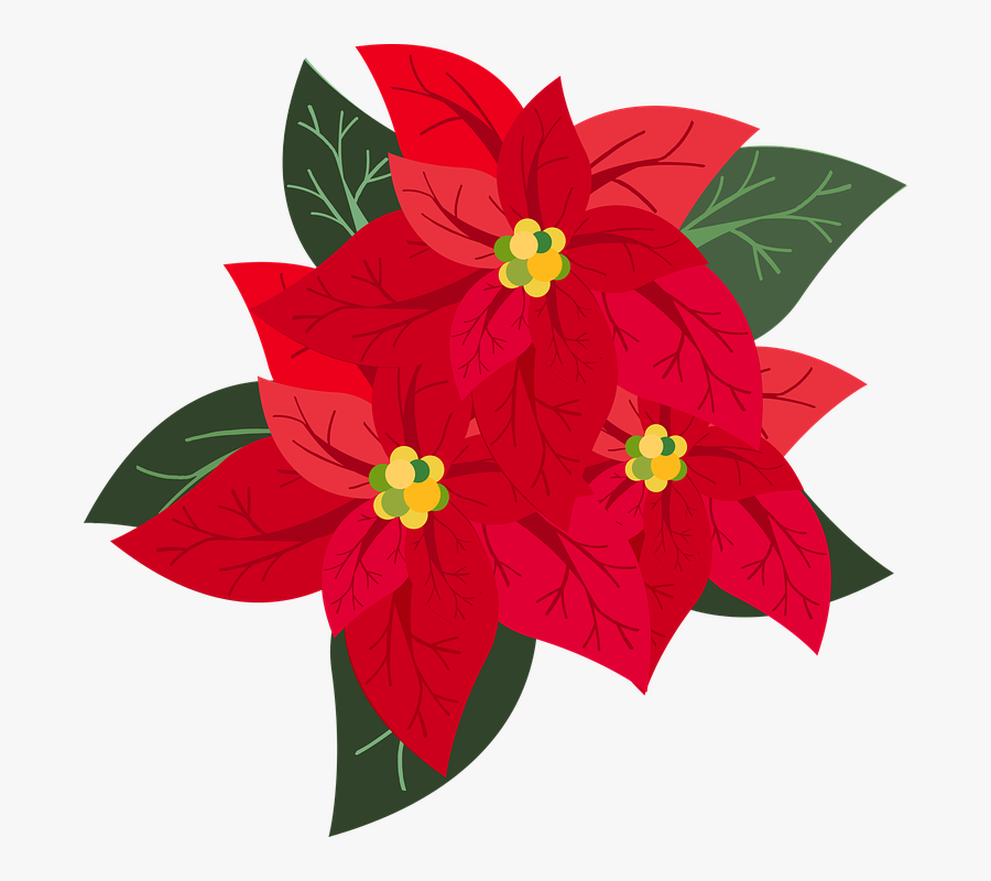 Graphic, Poinsettia, Christmas, Advent, Flower - Flor De Pascua Png, Transparent Clipart