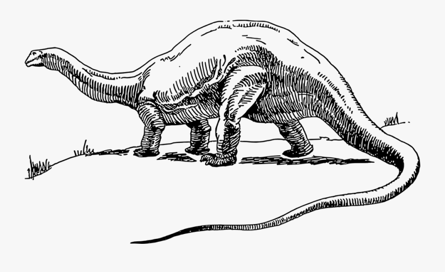 Dinosaur, Long, Tail, Reptiles, Predator, Extinct - Dinosaur Art Black And White, Transparent Clipart