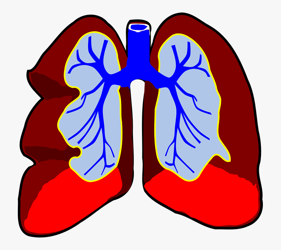 Lungs Clip Art, Transparent Clipart