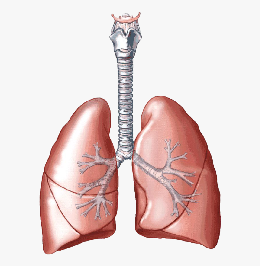 Lungs Png Clipart - Otter Lungs, Transparent Clipart