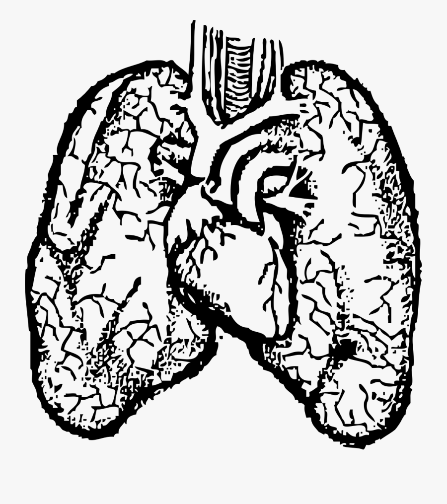Lungs Clipart - Heart And Lungs Drawing, Transparent Clipart