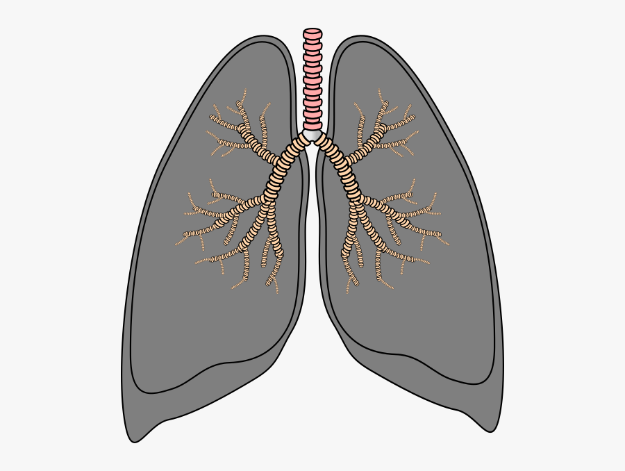 Lungs From Smoking Clipart, Transparent Clipart