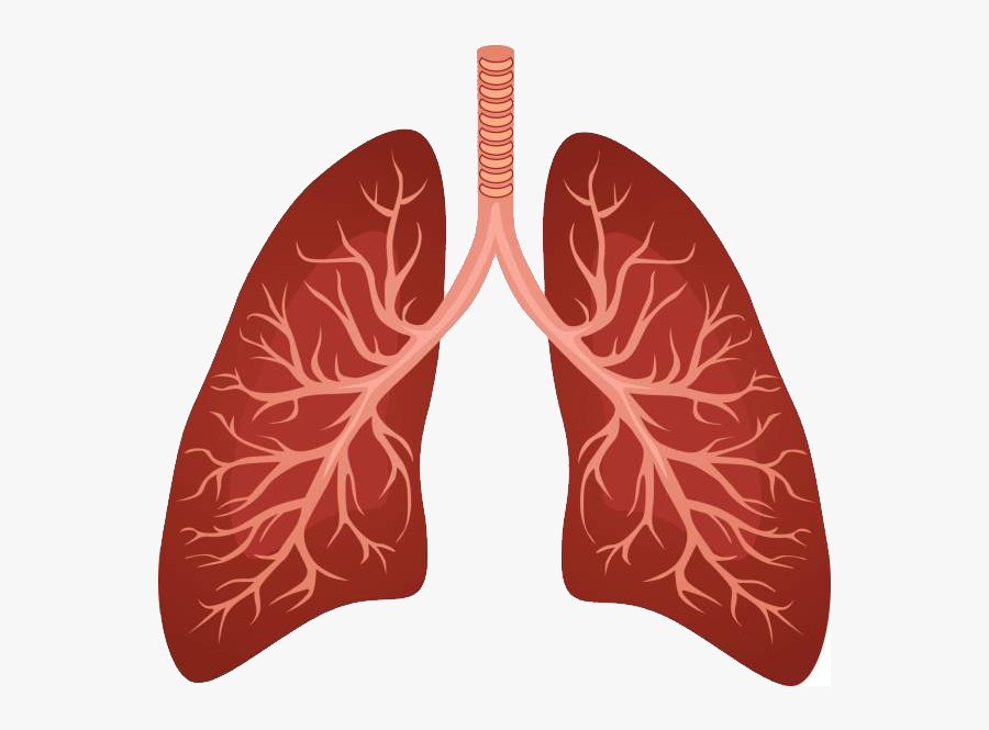 Transparent Bronchi Clipart - Clipart Lungs, Transparent Clipart