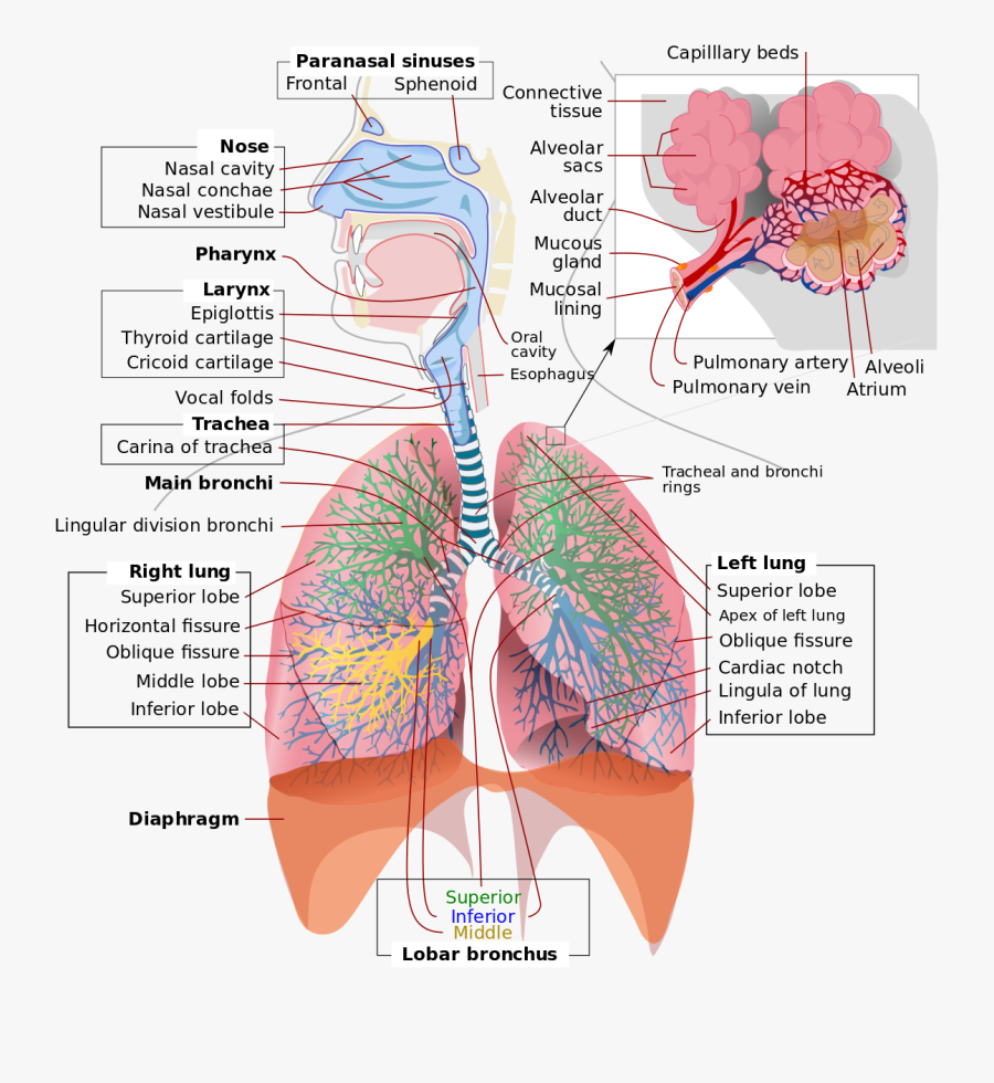 How Does Your Respiratory System Work - Respiratory System , Free ...