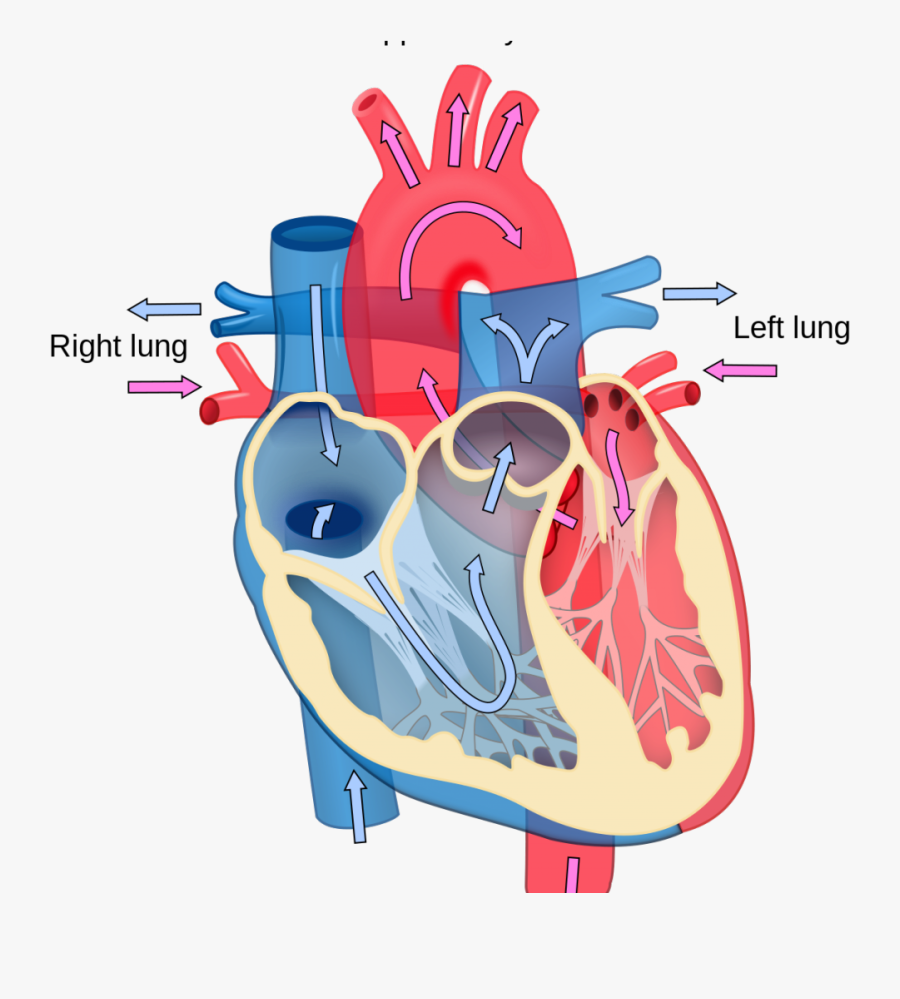 Blood Flow Unlabeled Heart Diagram Clipart , Png Download - Diagram Of The Heart, Transparent Clipart