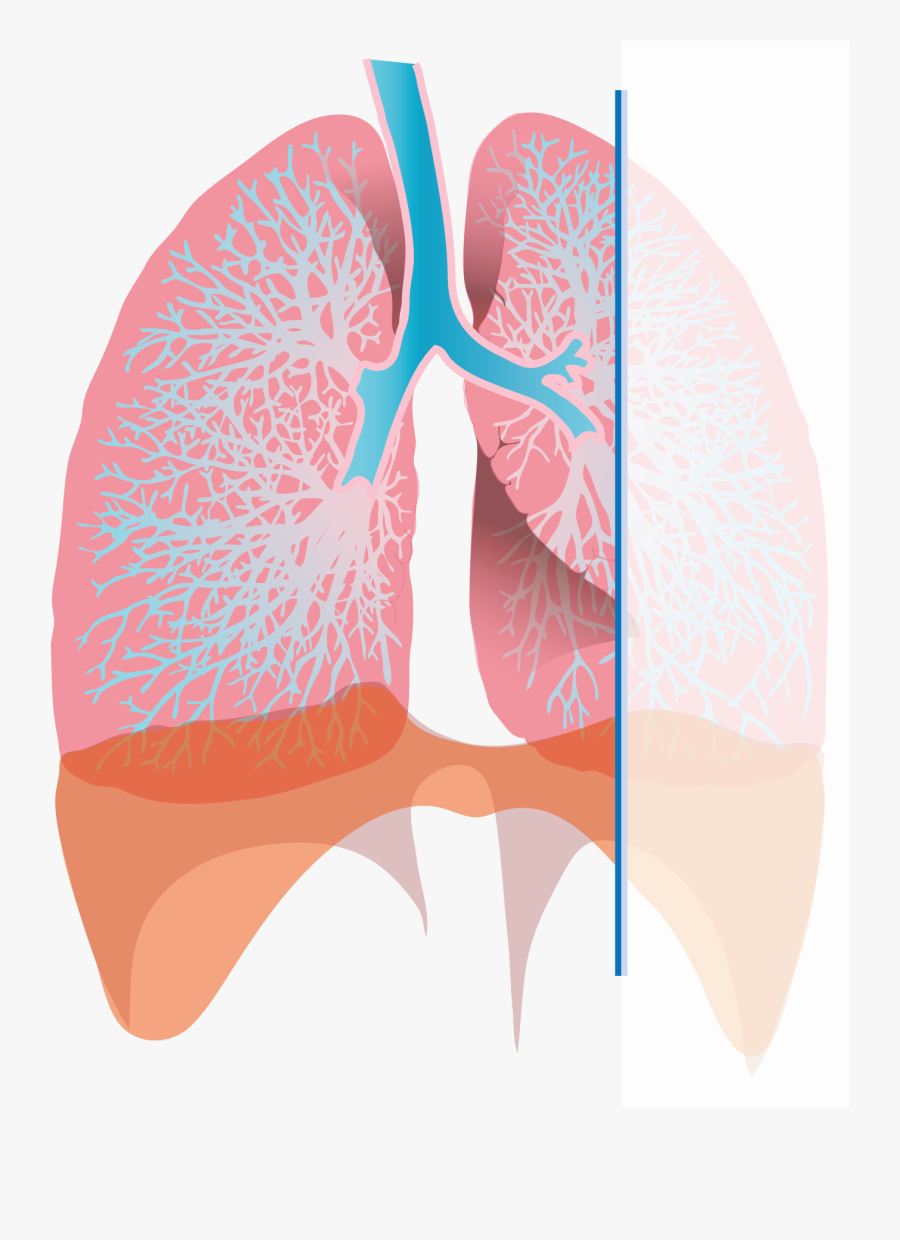 Transparent Inhaler Clipart - Diagram Of Inhalation, Transparent Clipart