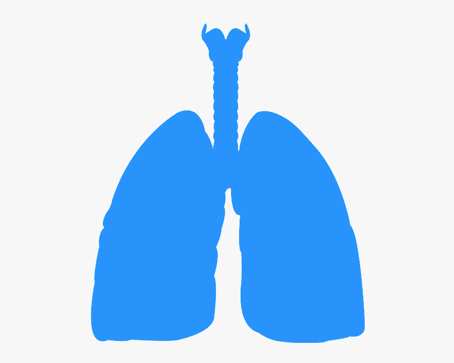 Lungs Silhouette Vector, Transparent Clipart
