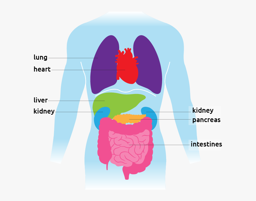 Facts And Surgeries Transplant - Organ Facts , Free Transparent Clipart 