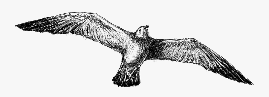 Transparent Vulture Clipart Black And White - Eagle, Transparent Clipart