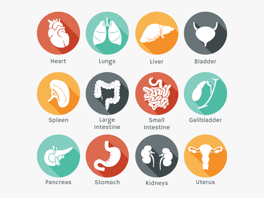 Organ Icons, Transparent Clipart