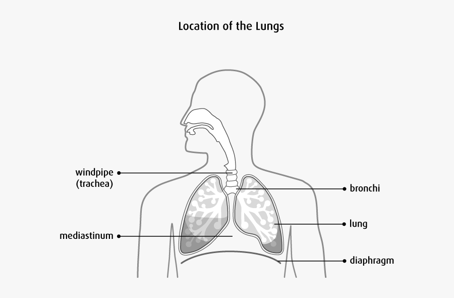 Cells In The Lung Sometimes Change And No- - Main Structures Of A Lung, Transparent Clipart