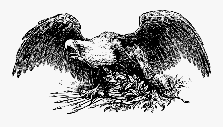 Eagle,wildlife,tree - Civil War Eagle Art, Transparent Clipart