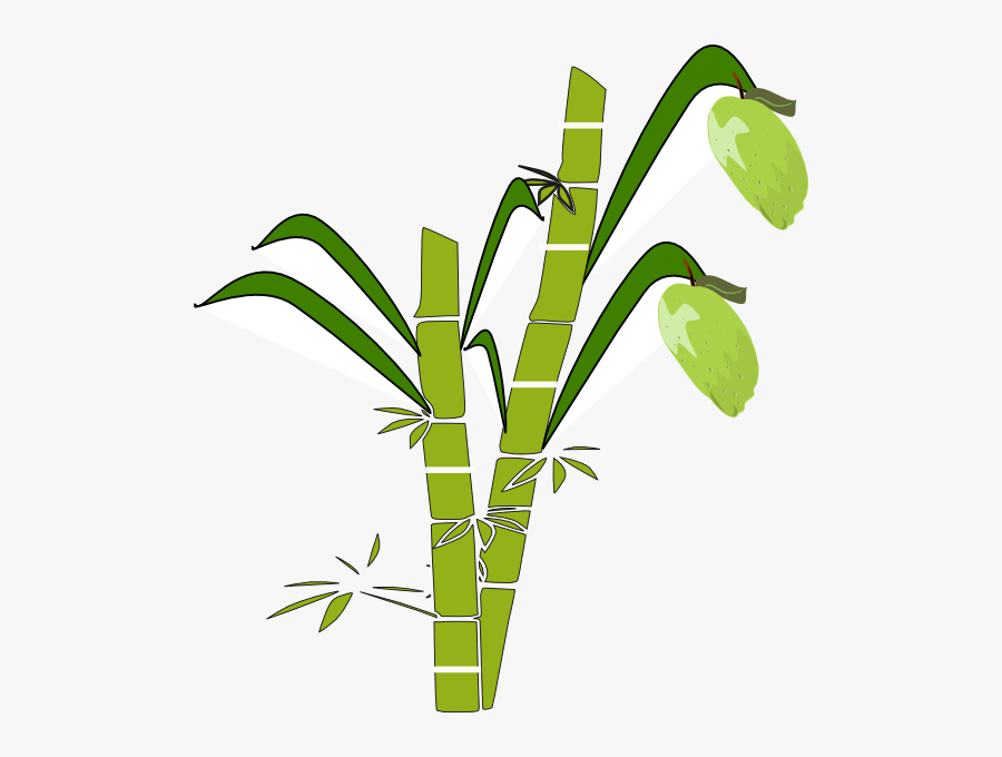 Sugar Cane Easy Drawing, Transparent Clipart