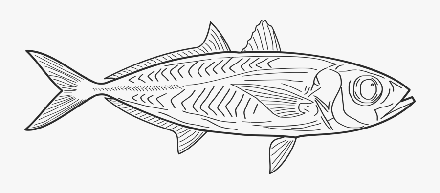Clip Art Fish Line Art - Vis Tekening, Transparent Clipart