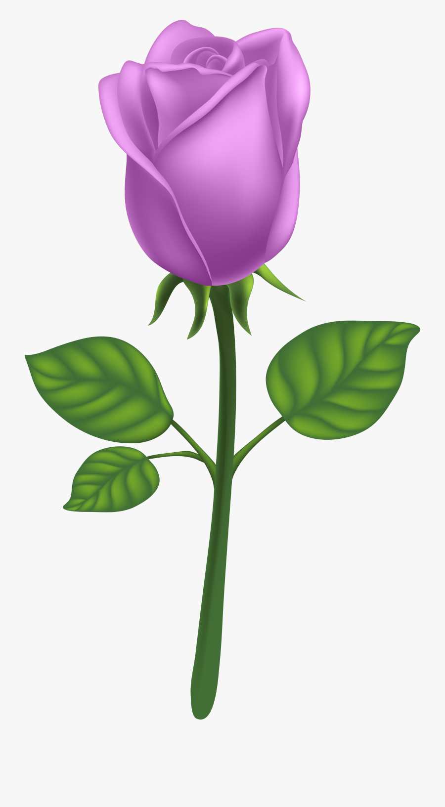 Purple Long Stem Rose Png Clipart , Png Download - Purple Long Stem Rose, Transparent Clipart