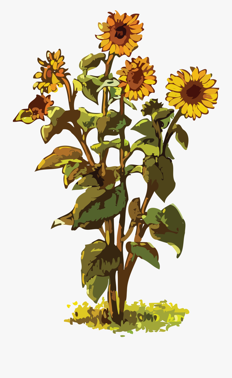 Trees Clipart Gumamela - Sun Flower Plant Png, Transparent Clipart