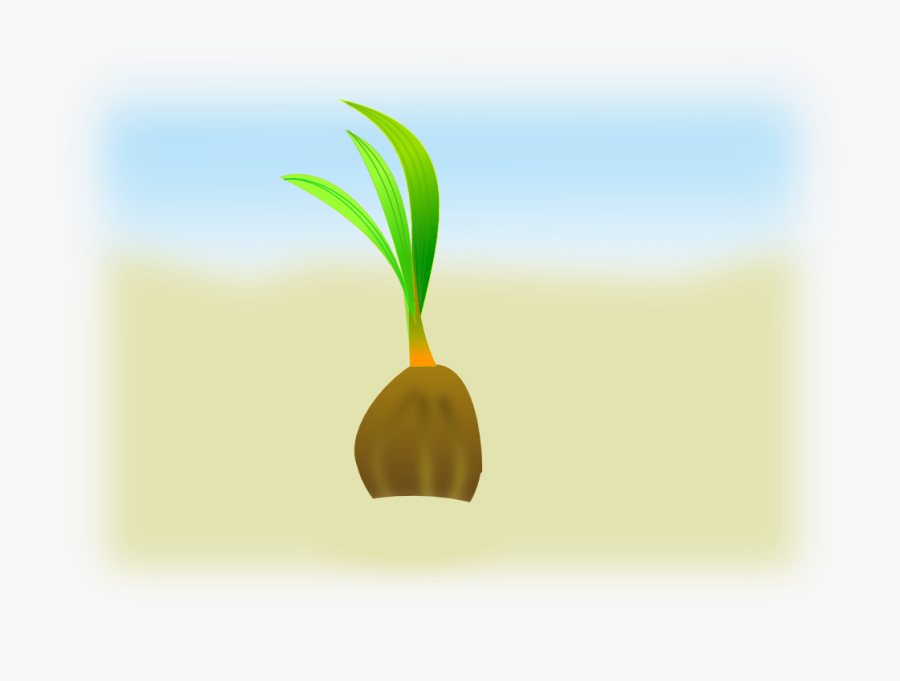 Coconut Seeds Vector Clipart Seed Clip Art - Seed Germination Animated, Transparent Clipart