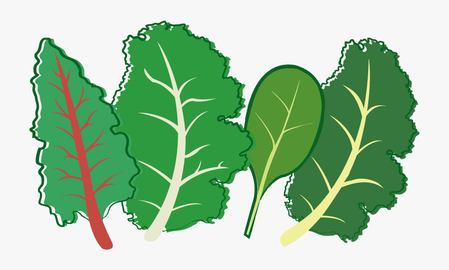 Herb Leaf Vegetable Plant Stem Seed - Chard, Transparent Clipart