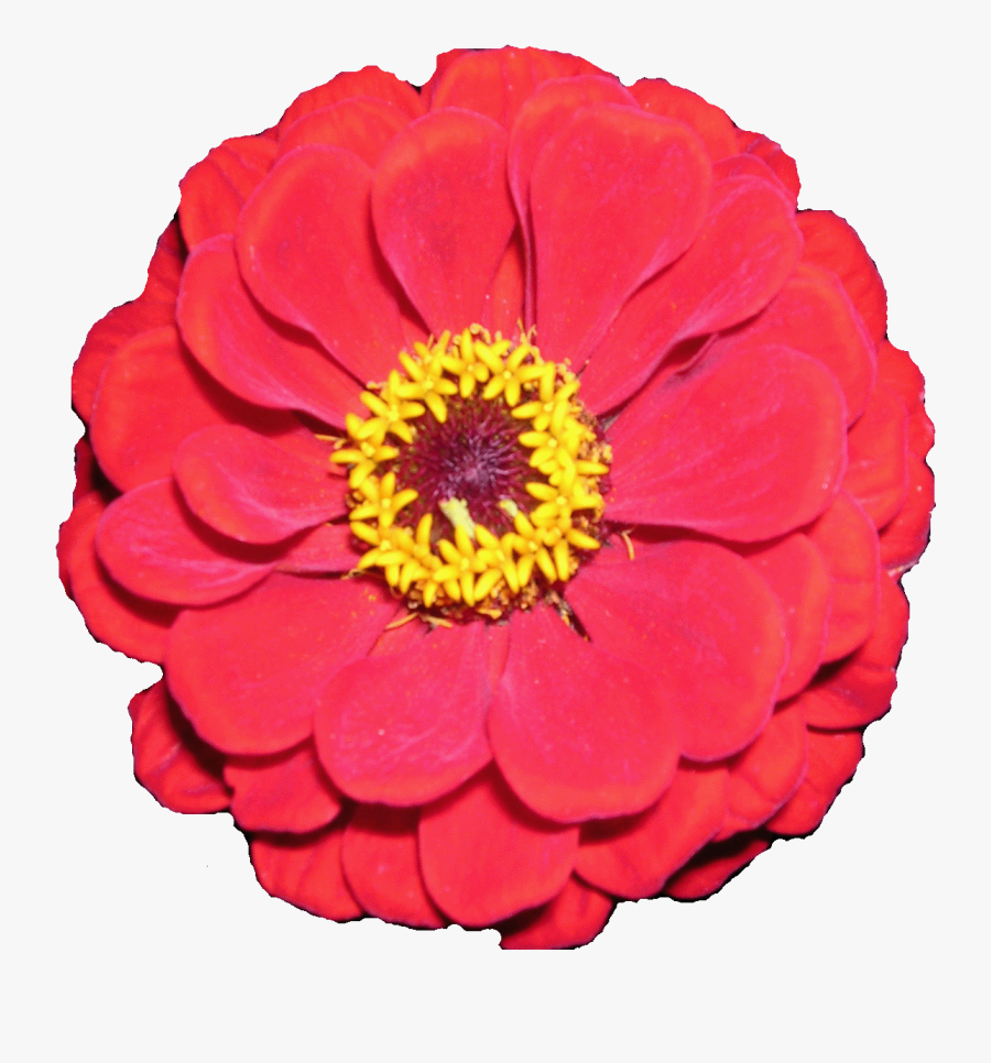 Flowers For Free Flower Clip Art Images - Zinnia Flower Clipart Png, Transparent Clipart