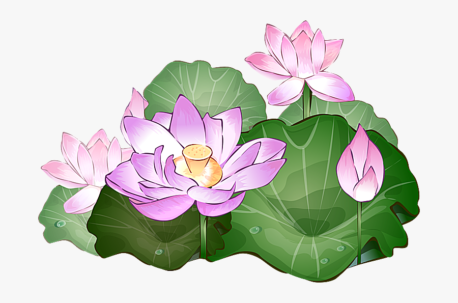 Thumb Image - Lotus Plant Clipart, Transparent Clipart